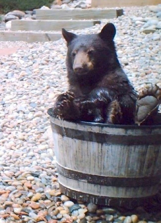 a cute black bear cub sitting inside a wooden bucket that looks to be filled with water. the cub is completely wet with brown fur and looks to be washing itself. the cub is surrounded by small grey rocks. the cub is looking right into the camera. the cub is very cute. the photo was taken outdoors in a natural setting during the day.