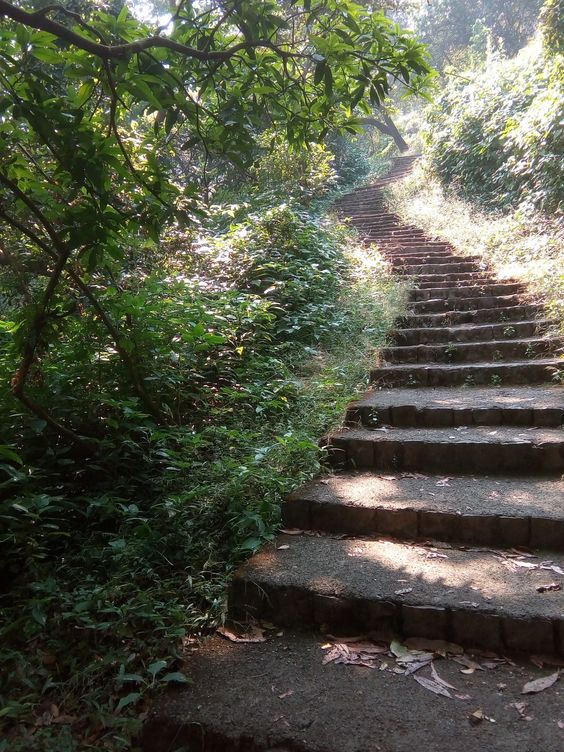 a sundappled path with stone steps ascending through a lush, green forest. the sunlight filters through the leaves, creating a play of light and shadow on the steps and surrounding vegetation.