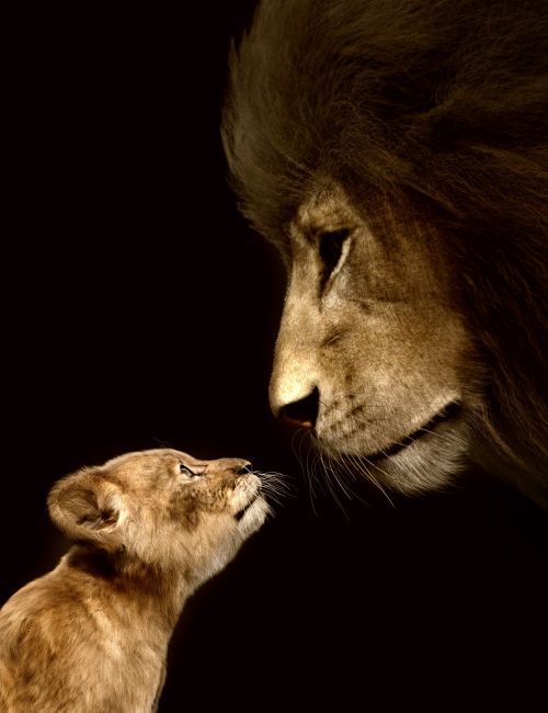 a closeup portrait of a lion and a young cub. the lion is on the left and the cub is on the right. the lion's face is close to the cub's and they both have their eyes closed. the lion is in the background and the cub is in the foreground.  the lion is brown with a mane of fur, the cub is a light brown with a soft fuzzy appearance.  the image is welllit and the colors are vivid. the photo is taken from a sideon perspective. the image is focused on the animals' faces, and their soft and loving interaction.