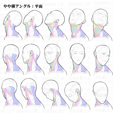 the image is a digital sketch showing the anatomy of the neck and head. it features multiple views (front, side, back, tilted) of the head and neck, highlighting the muscles with different colors and lines. the sketch is likely used as a reference for artists.