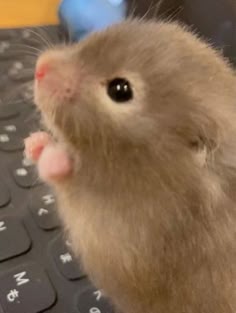 a closeup portrait of a cute, fluffy brown hamster with white markings. the hamster is looking at the camera with its big black eyes. its small white paws are visible. the hamster is sitting on a black keyboard. the image is taken from a low angle, giving the viewer a closeup view of the hamster's face and body.