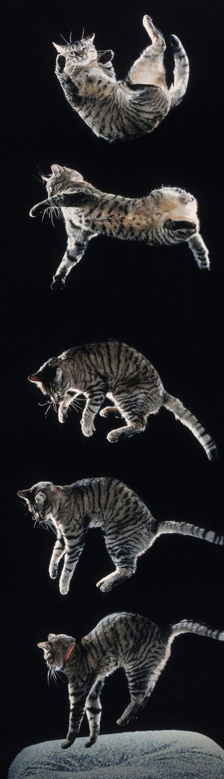 a series of images showing a tabby cat jumping in the air. the first image shows the cat upside down. the second image shows the cat midleap. the third and fourth images show the cat in different jumping poses. the last image shows the cat landing on a cushion.