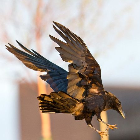 a black crow with outstretched wings is flying in midair. the bird has black feathers, a sharp beak and talons. its wings are spread wide and its body is angled forward. the background is blurred and out of focus, which makes the crow the central focus of the image.  the image is taken in a sunny outdoor setting, with a soft light illuminating the crow and highlighting its features.