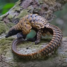 a closeup of a pangolin curled up on a tree branch, its scales are clearly visible, highlighting its unique and beautiful appearance.
