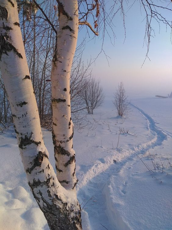 the image shows two birch trees in the foreground, covered in snow. a snowy path winds its way through the snowcovered landscape towards a frozen lake or field in the background. the scene is bathed in the soft, golden light of sunrise or sunset, creating a serene and tranquil atmosphere.