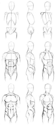 the image consists of a series of sketches demonstrating the process of drawing a male torso, focusing on musculature and anatomy. it provides stepbystep guidance on building the form from basic shapes to detailed muscle definition. the sketches include both front and side views, aiding in understanding the threedimensional form of the human body.
