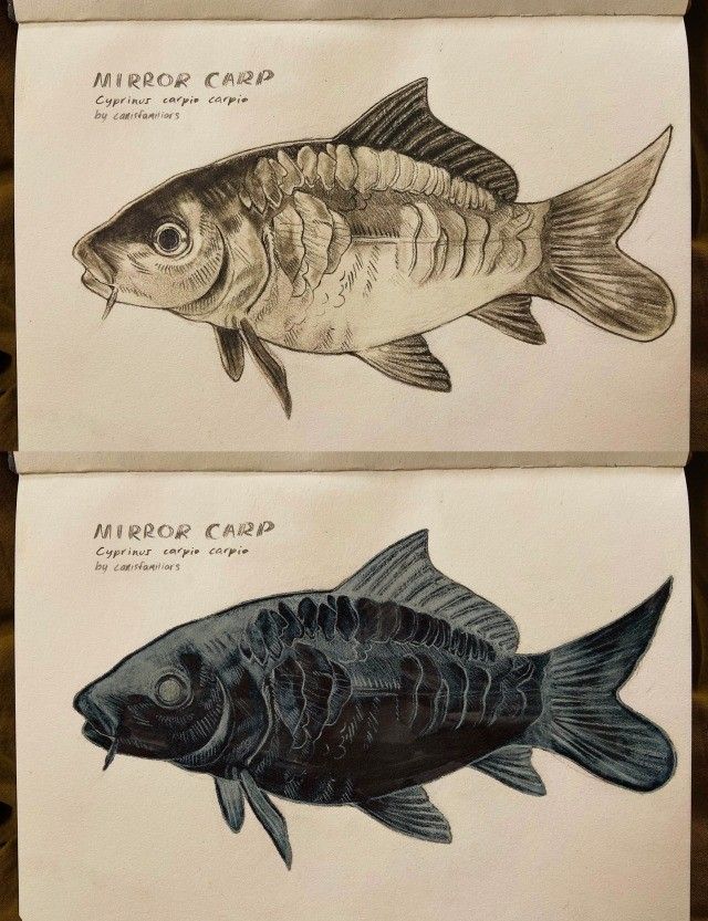 he image contains a sketchbook page with two detailed pencil drawings of mirror carps (cyprinus carpio carpio).  the top drawing shows the fish in a lighter grayscale, while the bottom drawing depicts the same fish in a much darker tone, almost a charcoallike effect. both drawings are meticulously rendered, showing the scales, fins, and other features of the fish accurately.  above each drawing is a label identifying the fish as a "mirror carp" with the scientific name. the artist's name or label is also present. the drawings are done on creamy colored paper.