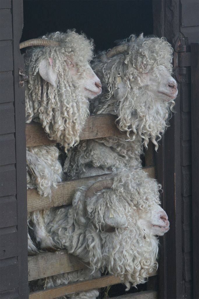a group of angora goats with thick, curly hair are seen inside an enclosure. they are looking out from behind the wooden slats of the enclosure. the goats have prominent horns and their thick curly hair partially obscures their faces.