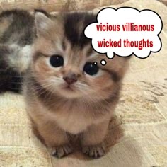 a cute kitten is sitting on a beige surface with a thought bubble above its head. the thought bubble reads "vicious villianous wicked thoughts". the kitten looks innocent and mischievous at the same time.