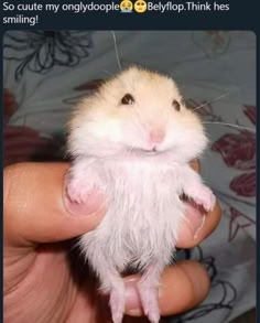 a closeup shot of a small, white and brown hamster being held by a hand. the hamster is looking at the camera and appears to be smiling. the caption above the image reads "so cuute my onglydoopie 🐹😊 belyflop. think hes smiling!"