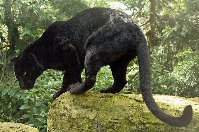 a black panther walking on a rock in a jungle. the black panther is looking to the left, its tail is curled around the rock.  it is a dark creature with black fur and green eyes. the forest background is lush and green.