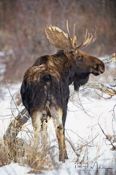 a large bull moose stands in a snowy field surrounded by dry brush and small branches. the moose is facing away from the camera, showing its dark brown coat, large antlers, and long legs. the background is blurred, suggesting a natural habitat.