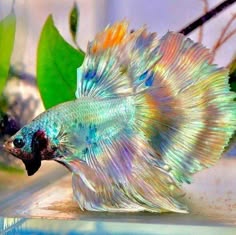 a close up of a beautiful iridescent betta fish with long flowing fins and a vibrant tail. the fish is swimming in clear water with soft light filtering through the water. the fish's scales shimmer and reflect light in a variety of colors, creating a stunning display of nature's artistry.  this betta fish is a captivating example of the beauty and diversity found in the underwater world.