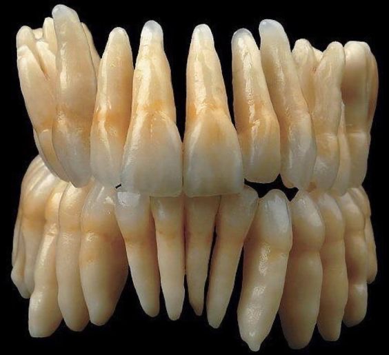 a closeup, frontal view of a full set of adult human teeth displayed on a dental mold. the teeth are slightly yellowed, indicating potential staining, but otherwise appear healthy and wellmaintained. the black background provides a stark contrast, emphasizing the shape and details of the teeth and gums.