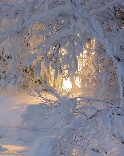 the image depicts a serene winter landscape, likely a forest, where everything is covered in a thick layer of snow. the sun is shining through the trees, creating a warm golden glow that contrasts with the cool white of the snow. the trees and branches are heavily laden with snow, creating an almost ethereal scene.