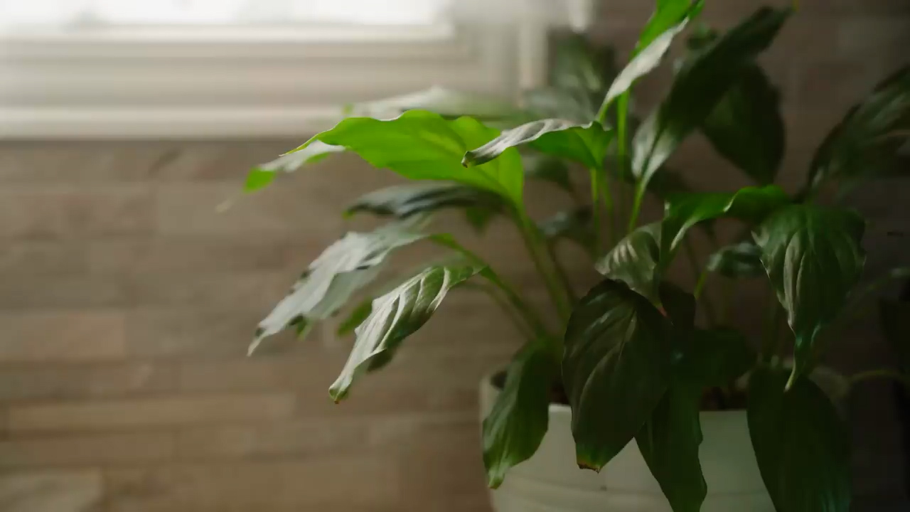 close up of a peace lily houseplant in a white pot, positioned in front of a window. the plant's vibrant green leaves stand out against the neutral background, creating a sense of tranquility and bringing a touch of nature indoors. the image captures the beauty of simple home decor and the calming effect of plants.
