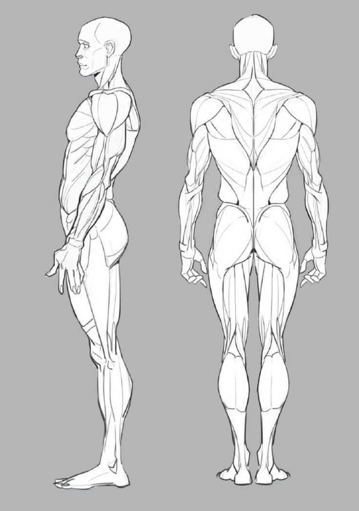 a sketch of a male human body. the left side shows a side view, and the right side shows a back view of the body. the muscles of the body are highlighted in the sketch.