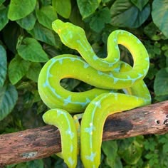 a vibrant green tree python is coiled around a branch. the snake's scales are visible, and its eyes are open and alert. the python is in a natural environment, surrounded by lush green vegetation. the snake's bright green color is a striking contrast to the dark green of the leaves, highlighting the snake's beauty. the python's head is raised, giving it a curious and watchful appearance. this image captures the snake's striking colors and patterns, as well as its fascinating beauty.