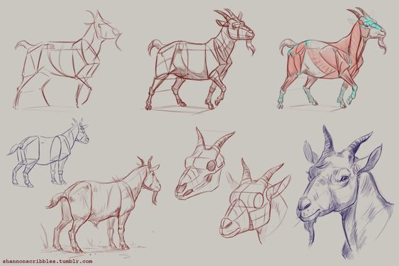 the image is a collection of sketches depicting the anatomy of a goat. it showcases different angles and perspectives, including side, front, and ¾ views.  the sketches highlight the skeletal and muscular structure of the goat, serving as a tutorial or reference for artists.