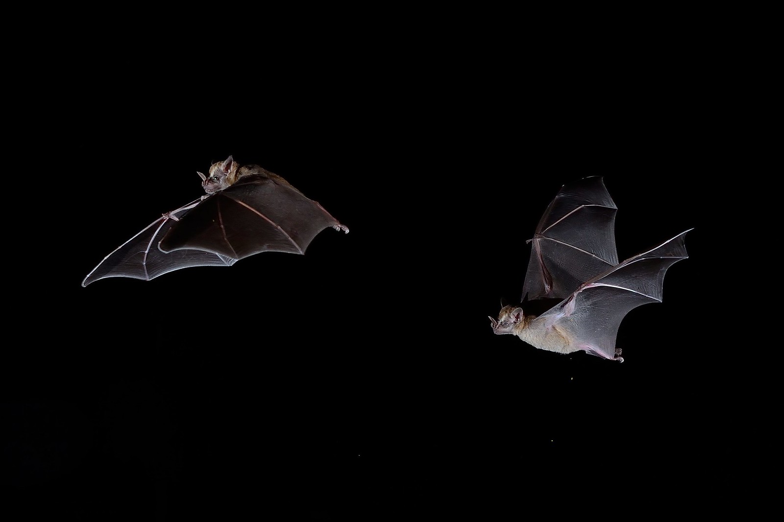 the image shows two bats in flight against a completely black background.  both bats are sharply in focus and their wings are fully extended, showcasing their wing membrane detail. the bats appear to be different individuals, possibly of the same species but their exact species cannot be determined from the image alone. one bat is slightly higher and further to the right in the frame than the other.  the overall effect is a dramatic, almost ethereal portrayal of these nocturnal creatures in their natural habitat.