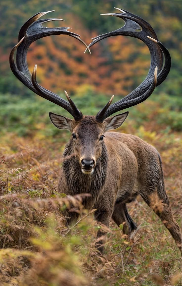 a vertical portrait of a stag with enormous antlers that form a heart shape at the top. the deer is standing in a field of brown grass and leaves, with a forest in the background showing autumn colors. the animal is brown with a dark face and looks directly at the viewer.