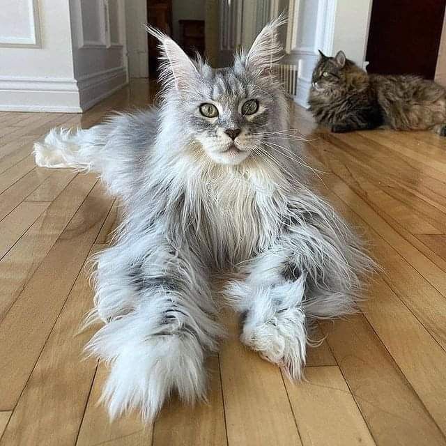 a silver tabby maine coon cat is lying on a wooden floor in a house. the cat has long fur, ear tufts, and large paws. there is another cat lying in the background.