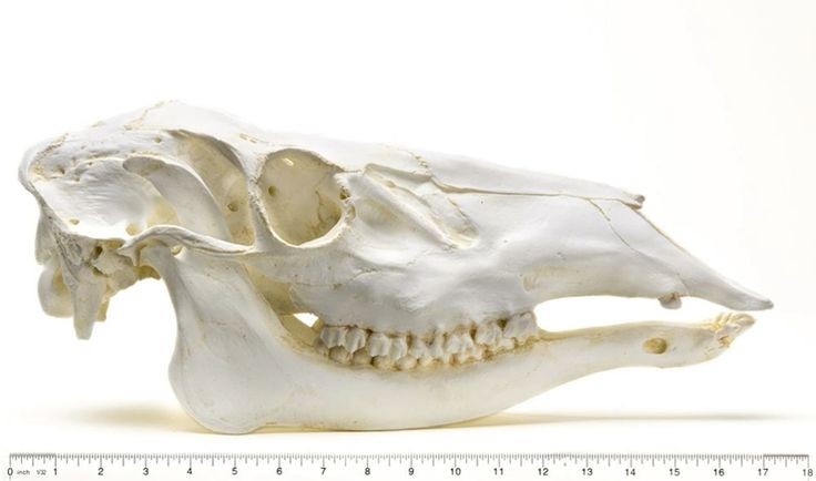 an isolated white animal skull of a mammal, possibly a deer or an elk. the skull is tilted to the side, showing the teeth, jaw, and the shape of the cranium. the white background allows for clear viewing.