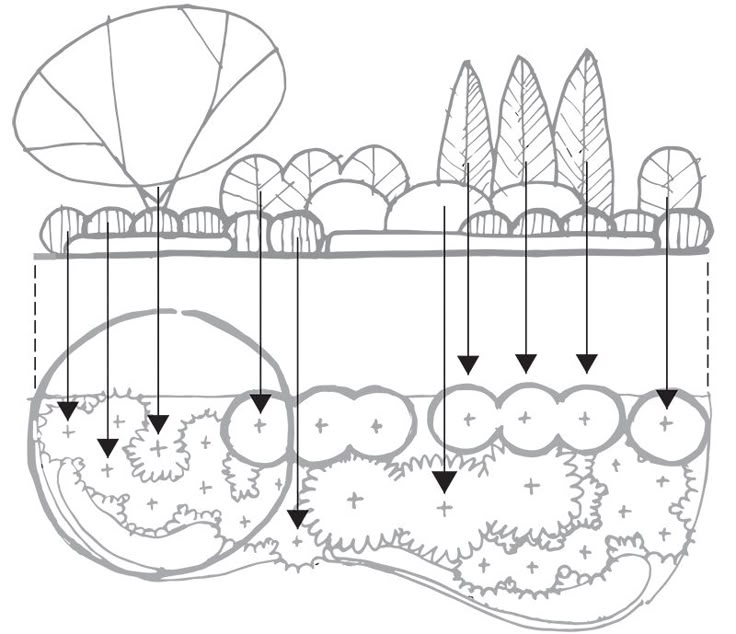 the image is a handdrawn sketch of a landscape design or planting plan. it depicts a garden bed with various trees, shrubs, and groundcover plants. arrows indicate the placement of plants from the upper part of the sketch to the lower part. the drawing suggests a garden layout with diverse plant types.