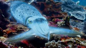 a cuttlefish with a white body and blue spots is seen in profile against a colorful coral reef. the cuttlefish's eye is clearly visible, and its arms are outstretched in front of it. the reef is a mix of reds, oranges, and yellows, and the water is clear and blue.