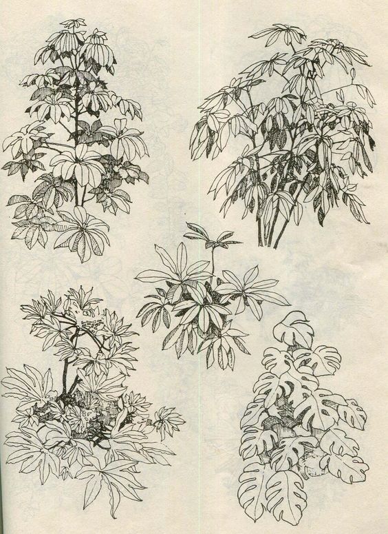the image shows five black and white sketches of various plants on a tan background. each plant study takes up roughly the same amount of space and is drawn with different types of leaves and branches to give a sense of variety.
