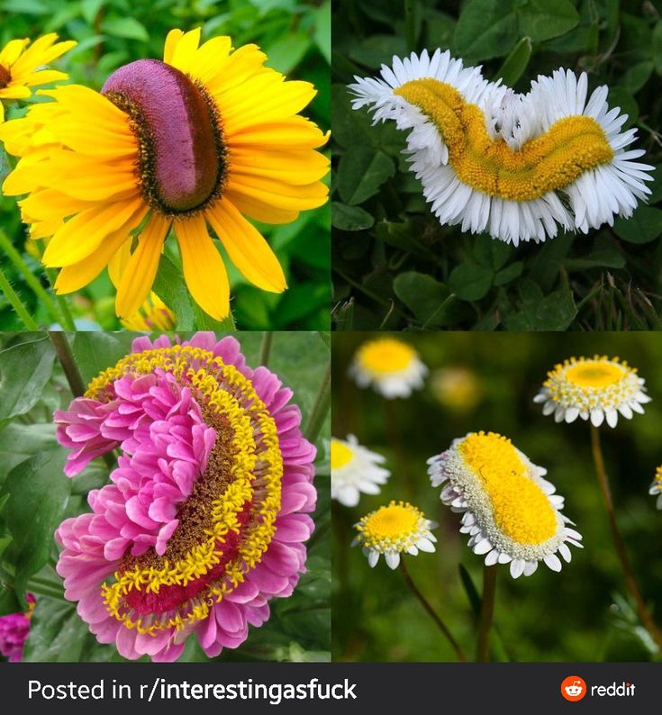 the image shows four different flowers that exhibit an unusual growth pattern called fasciation, a mutation that causes flattened or elongated stems and flower heads. the flowers shown are a rudbeckia, a daisy, and a zinnia. each of these flowers has abnormal, elongated heads where the normal radial symmetry of the flower is distorted.