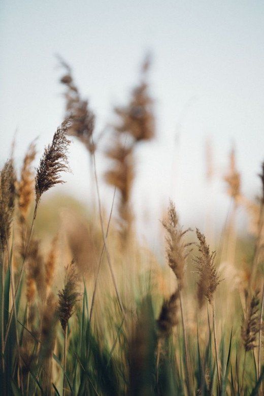 a closeup shot of tall, brown reeds swaying gently in the wind, with a soft, outoffocus background. the image evokes a sense of tranquility and peace, highlighting the natural beauty of the reeds and their delicate texture. the soft light creates a warm and inviting atmosphere.