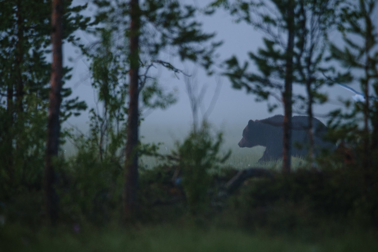 a brown bear walks through the mist in a forest. the bear is in the background, and the trees in the foreground are in focus. the mist gives the image a soft, ethereal feel.