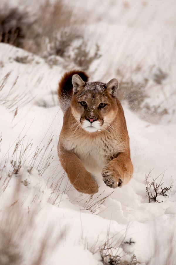 a mountain lion is running through the snow. the big cat is focused on the viewer with its front paws visible. snow covers the ground and some of the cougar. the background is blurred and shows snowy ground and shrubs.
