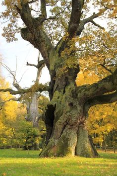 the image shows a large, ancient oak tree with a massive, gnarled trunk and sprawling branches. the tree is covered in moss and has vibrant autumn leaves in shades of yellow and gold. sunlight illuminates the leaves and highlights the texture of the bark. the image is taken from eye level and showcases the grandeur and beauty of the old oak in its natural environment.