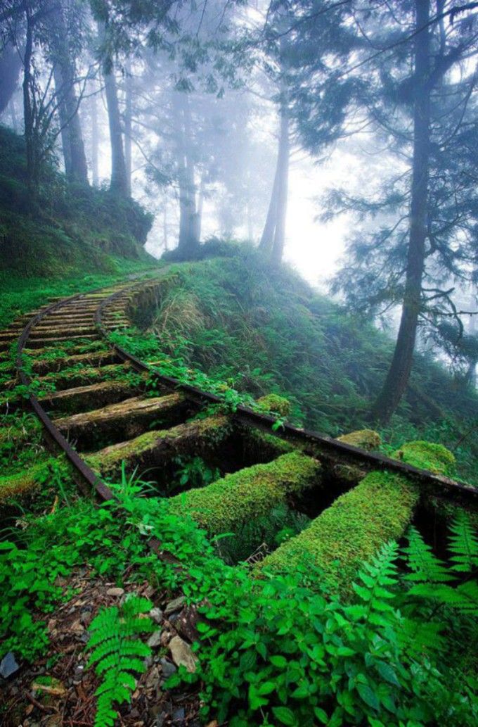an image of an abandoned railroad track winding its way up a hill through a lush, green forest. the tracks are covered in moss and surrounded by ferns and other vegetation. the forest is shrouded in mist, creating a mysterious and serene atmosphere.