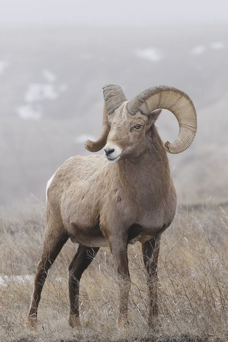 a bighorn sheep ram stands in a field of tall grass with a fog covered background. the ram is looking at the camera and its large curled horns are visible. the ram's fur is brown and it is standing on four legs. the background is out of focus and blurry. the image was taken during a foggy or misty day.  the ram is facing the camera with a calm expression, giving the image a sense of peace.