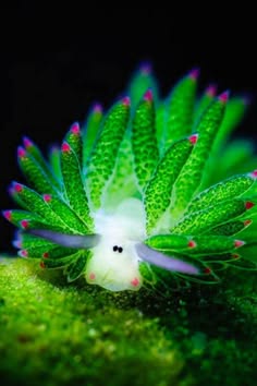 a closeup shot of a green and white sea slug, or nudibranch, crawling on a coral reef. the sea slug is brightly colored, with a white body and green and pink appendages. the background is blurry, creating a sense of depth and making the sea slug the focal point of the image. the sea slug's eyes are visible on its head, giving it a whimsical appearance. the sea slug's body is covered in small bumps and ridges, suggesting its soft and delicate nature.