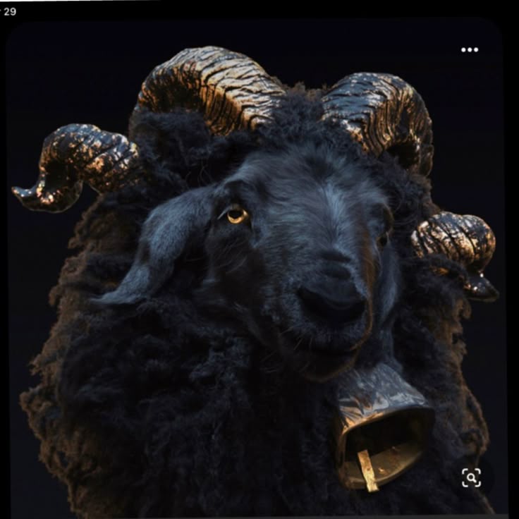 a striking portrait of a black sheep with elaborate golden horns and a bell around its neck, against a dark background. the sheep's wool is thick and dark, contrasting with the ornate horns and the metallic sheen of the bell.