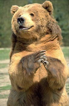a brown bear stands on its hind legs and looks at something with its paws held up in front of it. the bear is standing on a grassy area outdoors.