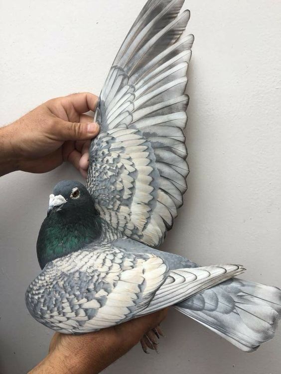 a closeup shot of a blue and white racing pigeon with its wing outstretched, being held in a person's hand. the pigeon's feathers are meticulously detailed, and its blue and white pattern is visible throughout its body and wing. the background is a plain white wall.