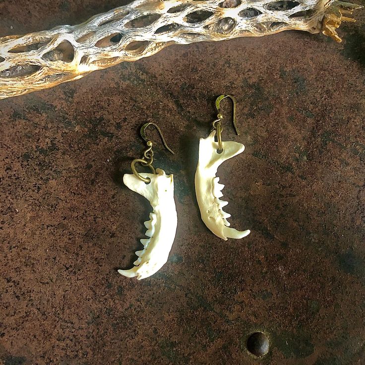 a topdown, closeup shot shows a pair of mandible earrings and a segment of cholla skeleton on a rustic, mottled brown surface. the earrings are made from sections of bone with teeth, attached to metal earring hooks. the bones are white and have a jagged, somewhat curved shape, showing multiple small teethlike projections. the metal earring hooks are tarnished gold. the cholla skeleton is a light tan color with a porous, netlike structure and is positioned in the topleft corner of the frame. the surface has a textured, weathered appearance with shades of dark brown and a few lighter spots. a small, dark round object is visible near the bottom of the frame.