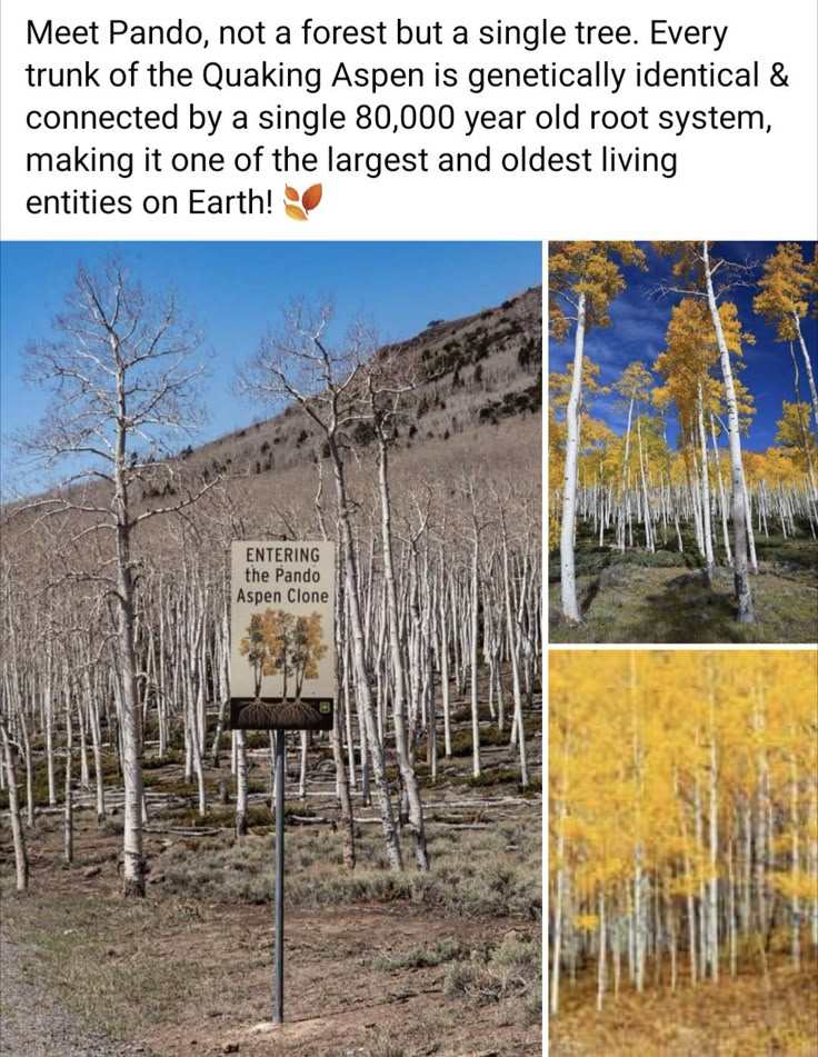 the image shows a collage of images featuring the pando aspen clone in utah. the main image features a sign that reads "entering the pando aspen clone" surrounded by many aspen trees. two smaller images depict the aspen trees during the autumn season, with vibrant yellow leaves. the text above the images states that pando is not a forest but a single tree, with every trunk being genetically identical and connected by a single 80,000yearold root system, making it one of the largest and oldest living entities on earth.