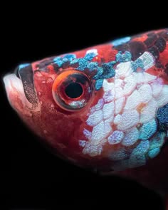 a closeup shot of a colorful fish with red, blue, and white scales. the fish's eye is in focus, and the scales are clearly visible. the background is black, and the fish is in the foreground. the image is sharp and welllit.