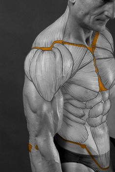 the image showcases the upper body of a muscular man with anatomical lines highlighting his defined muscles. the man is positioned sideways, offering a clear view of the intricate details of his physique. the lighting is soft, casting subtle shadows that accentuate the contours of his muscles. the overall aesthetic is reminiscent of an anatomical study, emphasizing the form and structure of the human body.