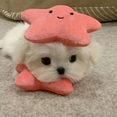 a white maltese dog with a pink starfish plush toy on its head, looking at the camera. the dog is small and cute, with big brown eyes. the starfish toy is soft and cuddly, and has a smiling face. the dog is sitting on a white, fluffy surface. the dog is wearing the starfish toy as a hat. the dog is looking up at the camera, and its eyes are wide open. the dog is very cute and adorable.