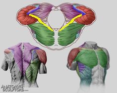 the image displays anatomical diagrams of the muscles of the back, chest, and shoulders. it showcases various muscle groups in different colors to aid in identification and understanding their placement and structure. the illustrations provide both front and back perspectives of the human body, highlighting the complexity and interconnectedness of the muscular system.