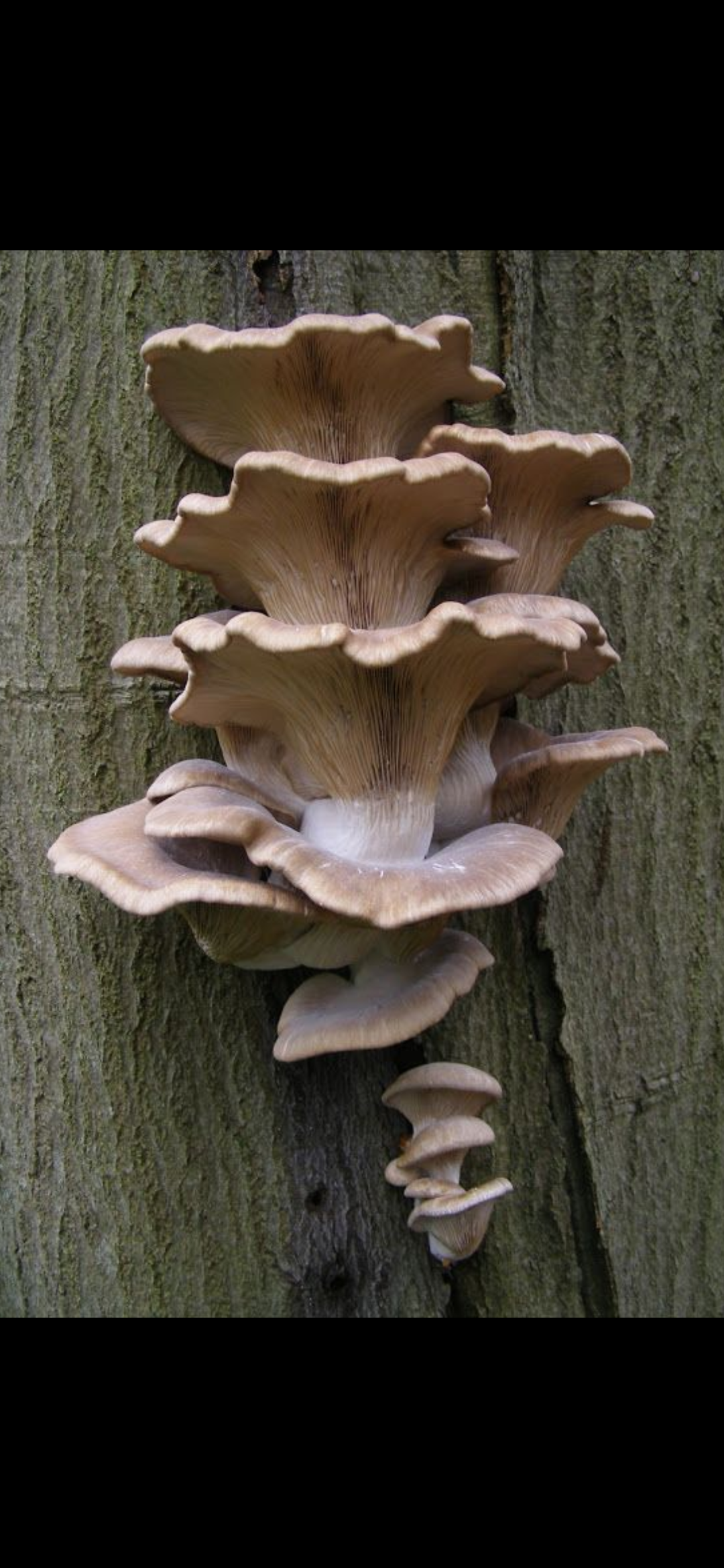 a closeup shot of a cluster of mushrooms growing on a tree trunk in a forest. the mushrooms are a light brown color and have a delicate, fanshaped appearance. the bark of the tree is visible in the background.
