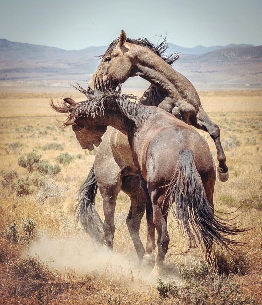 the image depicts two wild mustangs engaged in a fierce physical altercation in a dry, desertlike landscape. one horse is visibly on the defensive, being kicked and bucked by the other.  a cloud of dust kicks up around them from the action. the background showcases a wideopen, arid plain under a mostly clear sky, emphasizing the wild and untamed nature of the scene.  the horses are brown and tan in color, their muscular bodies showcasing their strength. the focus is on the dynamic action of the horses and the harsh beauty of their environment.