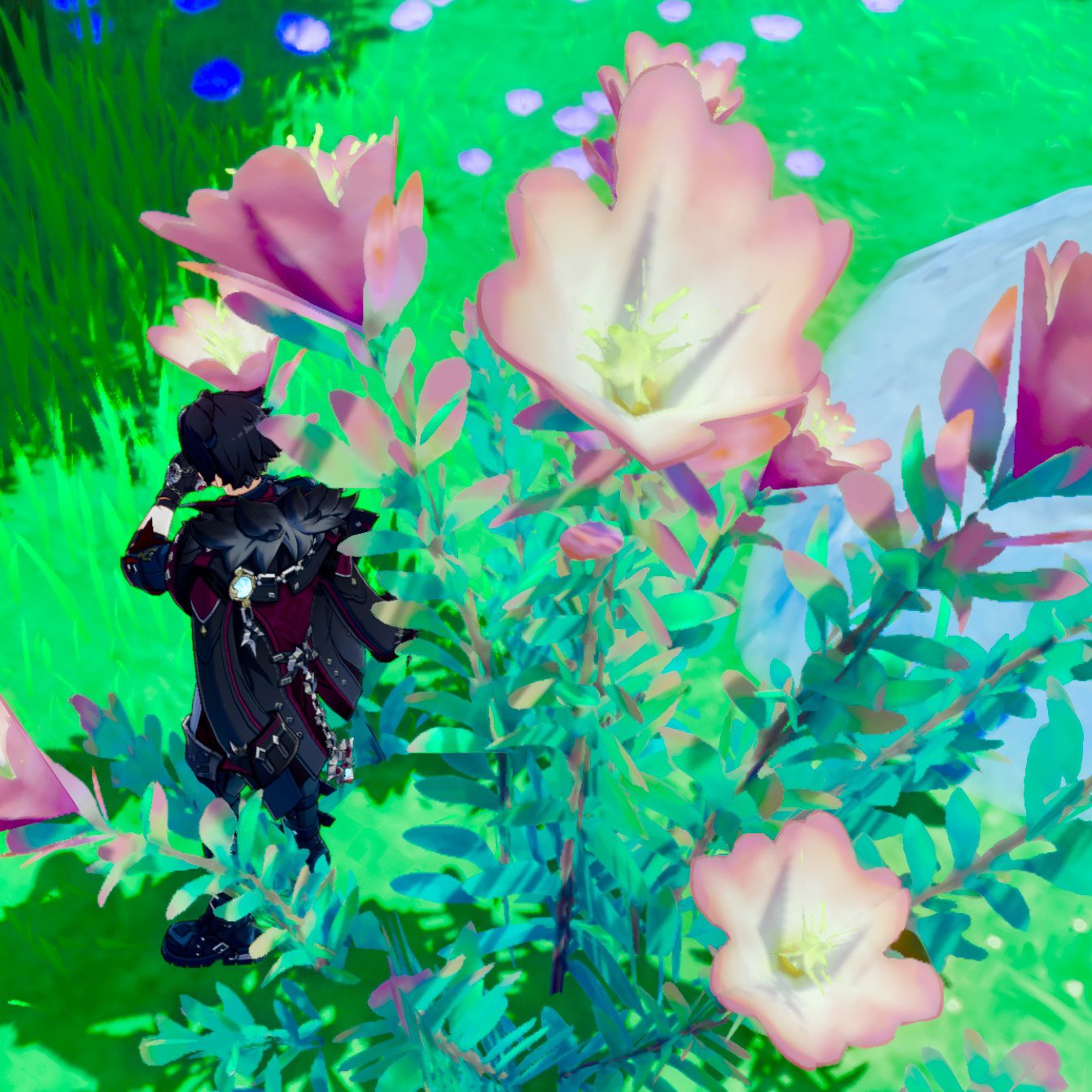 a vibrant screenshot from the video game genshin impact.  the image features a character, seemingly a female character from the game, with dark hair and clothing, partially obscured behind a bush of large, bright pink flowers. the flowers are prominently displayed, contrasting with the bright green foliage and the character’s dark attire. the overall aesthetic is vibrant and colorful, typical of the game's style. the background features more greenery, suggesting an outdoor setting in the game's world. the image suggests a tranquil moment within the game's environment.